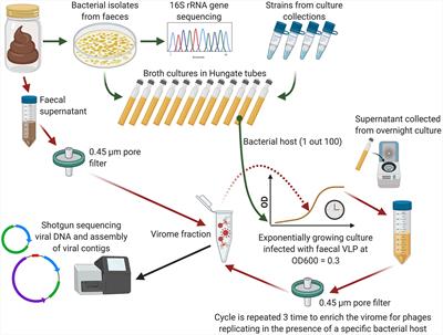 Probing the “Dark Matter” of the Human Gut Phageome: Culture Assisted Metagenomics Enables Rapid Discovery and Host-Linking for Novel Bacteriophages